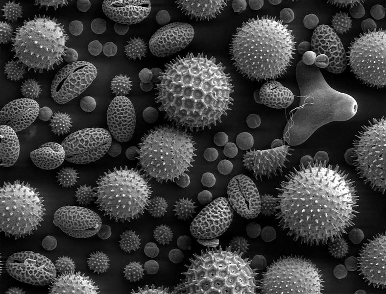 Scanning electron micrograph sem pollen Foto e Immagini Stock in Bianco e  Nero - Alamy