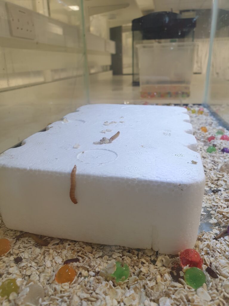 Mealworms on styrofoam as part of a student research project to see if worms can digest plastic