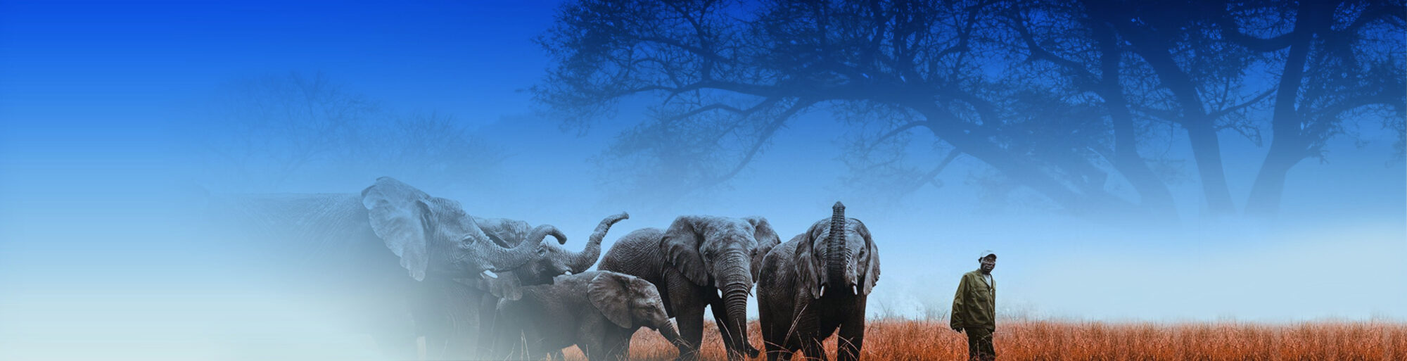 Elephants